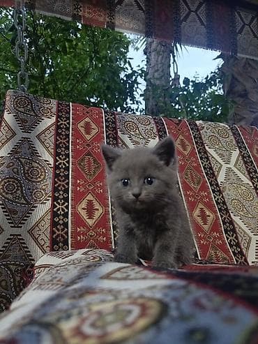 şotland pisiki: Şotland — 1
