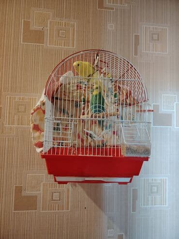 Tutuquşları: Təcili satıram qiyməti razılaşma yolu ilə — 3