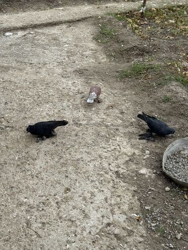 купить кролика в баку: Hamisi 30 azn ciddi alicilar yazsin — 4