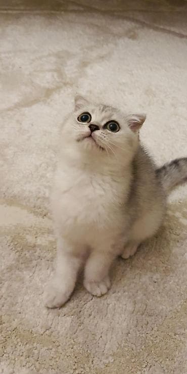 Heyvanlar: Şotland qıvrım qulaqlı balaca pişiklər - Cins: Scottish Fold (qıvrım — 1