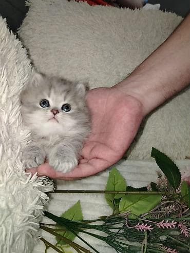 sfinks pişik: Şirin balaca pişik balaları - Cins: uzun tüklü, yumru üz quruluşlu — 1