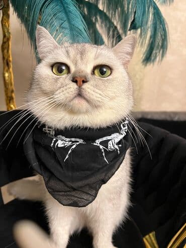 Одежда: Silver şınşıla cutlesdirilir. peyvendu qurd dermani olunub tam — 6