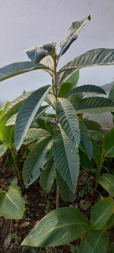 banan ağacı satılır: Yapon əzgil ağacı.böyük və balacalar var 5m.7m — 3