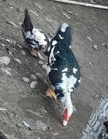 bakıda cucə satışı: Erkək, | Lal ördək, Damazlıq, Ünvandan götürmə — 1