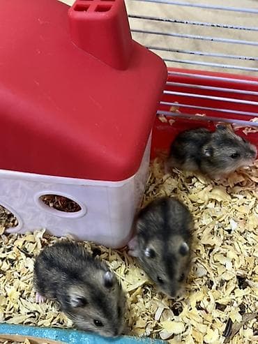 ev iti pudel: Cırtdan hamster balaları - Növ: Cırtdan (Djungarian/Sibirya tipli) — 5