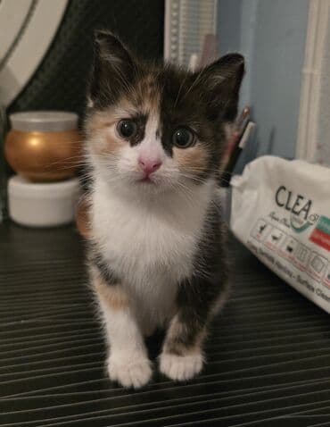 pişik biti: Dişi, Yaxşı əllərə — 4