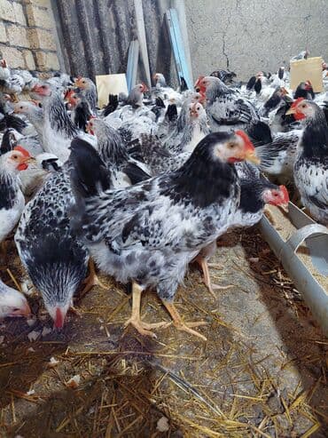 yerli inekler: Курица, Для разведения — 1