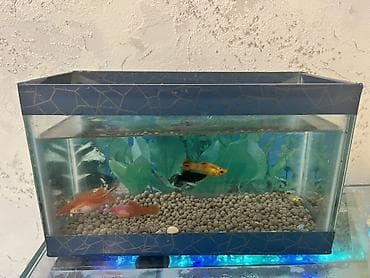 akvarium gəncə: Dördbucaq akvarium, Balıqlarla birlikdə, 7 l, Ödənişli çatdırılma — 2