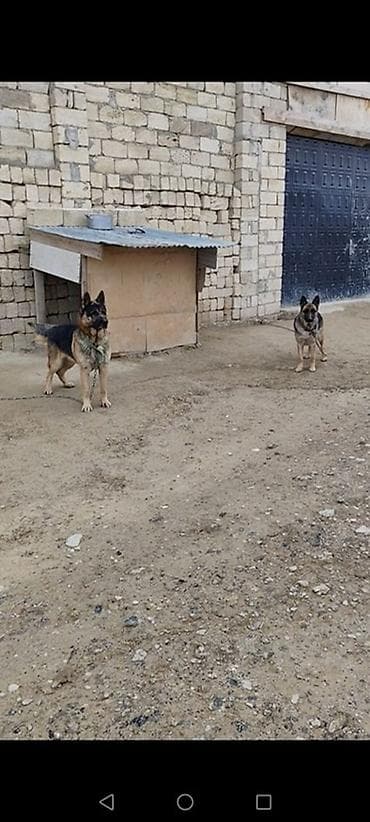 nemeski afcarka qiymeti: Alman çoban iti, Erkek — 2