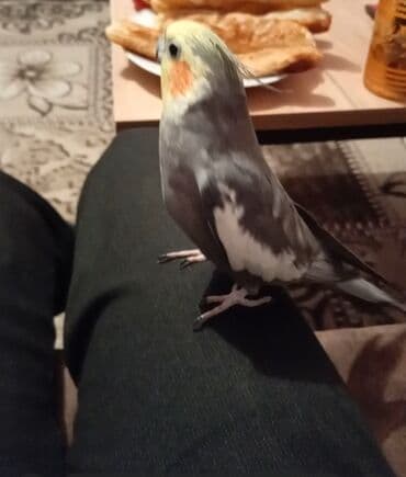 heyvanlara verilən xüsusi adlar: Salam olsun hər kəsə bu quş çox ağıllı və oynağan uşdu adı cəsurdu — 4