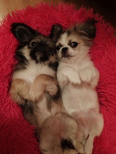 çoban iti satisi: Pekines, 11 ay, Dişi, Peyvəndli, Ünvandan götürmə — 1