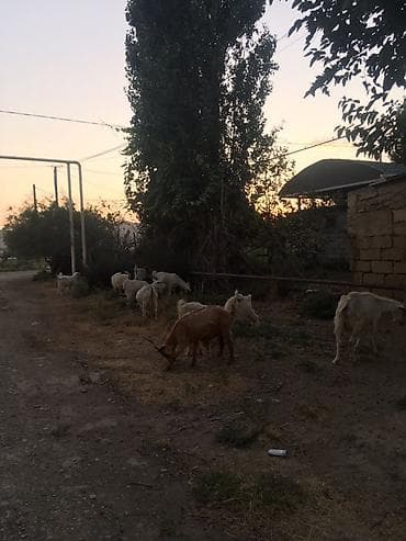 heyvan paltarları: Peyvəndli — 3