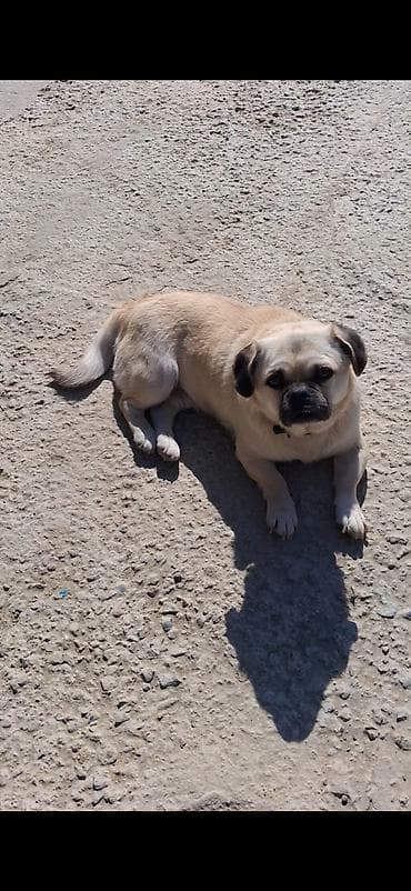 haski balasi satisi: Mops, 1 il, Erkek — 4