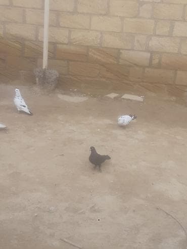 jako tutuqusu satilir: Gördüyünüz qarabaş maya satilir 3 saat ucur alan adam olsa endirim — 4