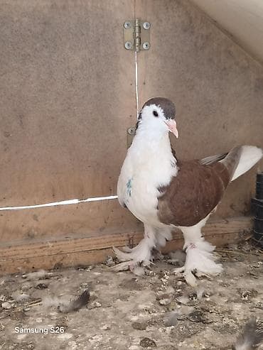 Qirmizi delfin. mayaya oxsuyur
