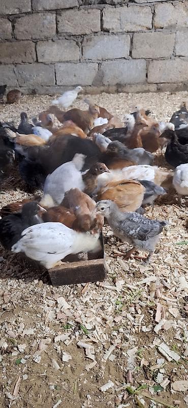 inkubator cucesi: Toyuq cücələri, Damazlıq — 4