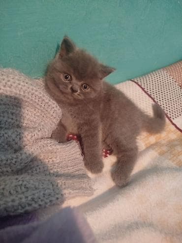 pisik sekileri: Şotland — 5