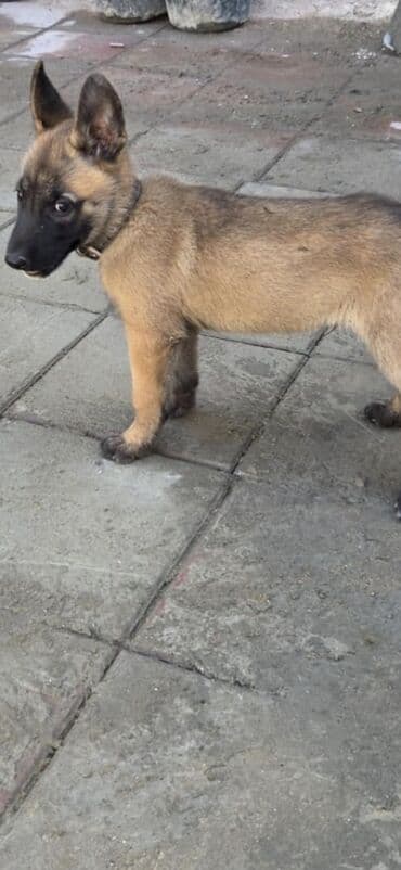 купить хаски щенка: Бельгийская овчарка, 2 месяца, Самец, С родословной, Самовывоз — 1