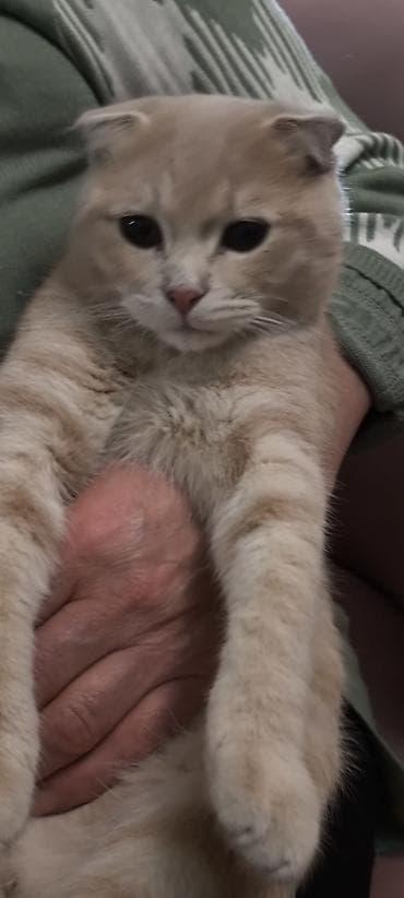 K/t heyvanları və malları: Şotland — 9