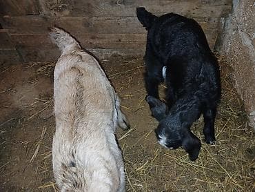 keçi dişi: Məhsul: Balalı keçi Təsvir: - Balalar mart ayının 17-si doğulub.1 — 7