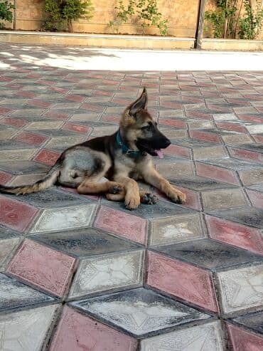 alman çoban köpeği: Alman çoban iti, 3 ay, Dişi, Peyvəndli, Ünvandan götürmə — 2