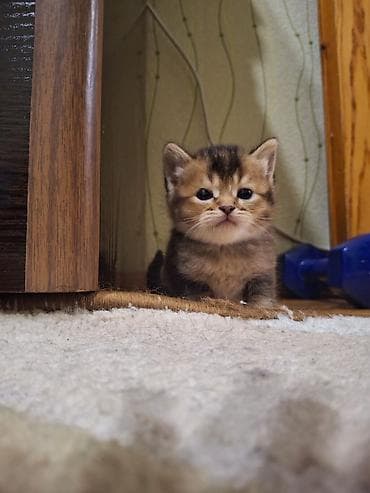 Собаки: Самец, Самка, В добрые руки, Самовывоз, Бесплатная доставка, Платная доставка — 8