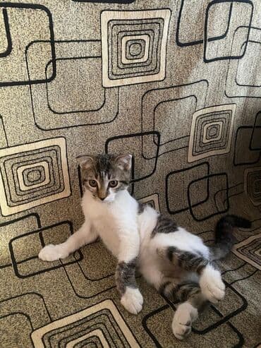 шотландские котята в баку: Шотландская, Самец, В добрые руки, Самовывоз — 1