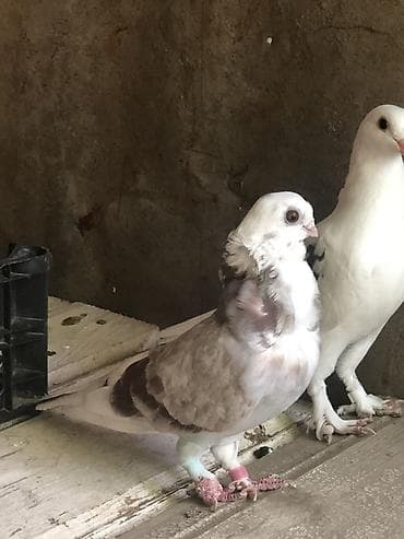 satılan atlar: Bango maya cute hazir yumurtlamagina soz ola bilmez .erkeyin pisik — 3