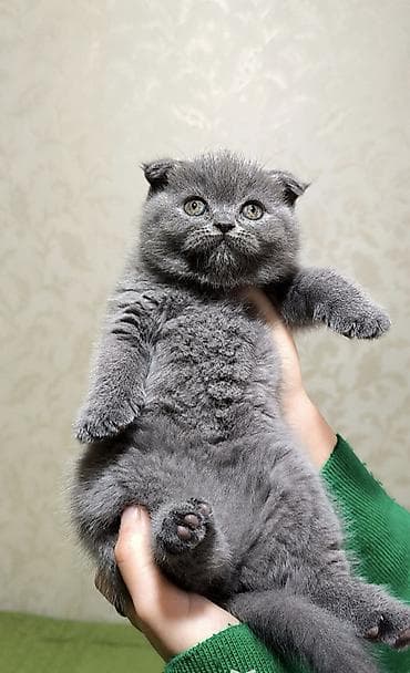 pisiklerin satisi: Şotland yastı qulaq, Dişi — 1