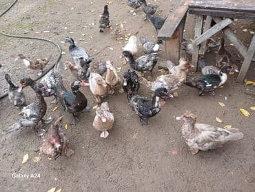 qoyun qiymətləri 2024: Musk ördəkləri (indo-ördək) – müxtəlif rənglərdə və yaş qruplarında — 2