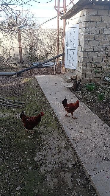 ucuz cuce: Qiymət 8.50 ünvan Yevlax şəhəri Məhsul: Yerli ətlik-yumurtalıq — 4