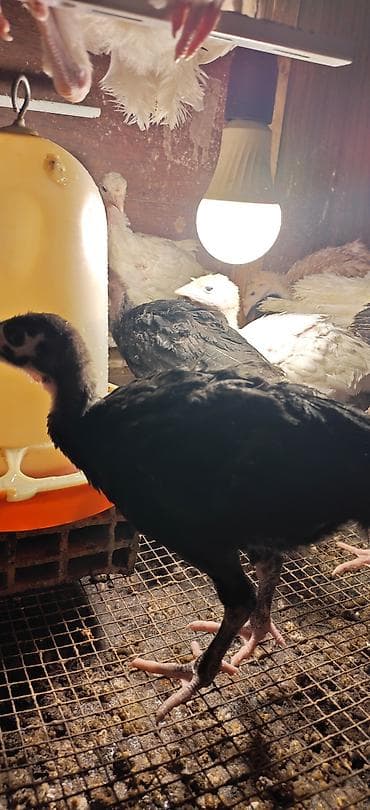 Bir aylıq Amercan Bronz hinduşkasının balası satılır. 9 ədəd var