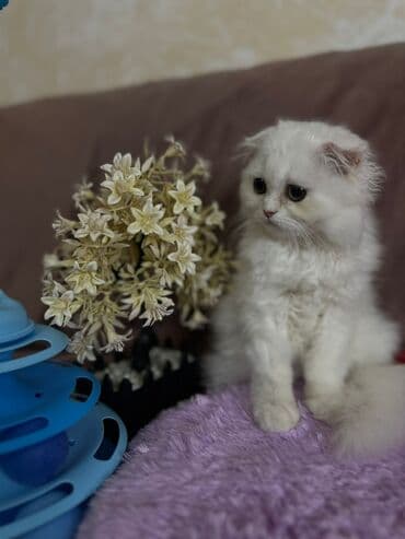 şotlan pişik: Şotland yastı qulaq, Erkək, Dişi, Yaxşı əllərə, Ünvandan götürmə, Pulsuz çatdırılma, Ödənişli çatdırılma — 71