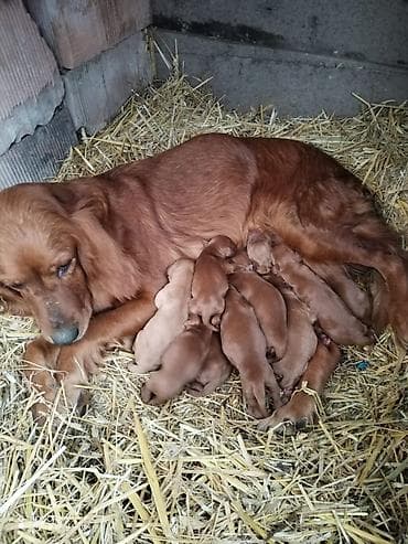 İrland Setter balaları Təsvir: - Gözəl qırmızı-qəhvəyi rəngli İrland