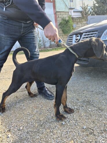 doberman iti qiymeti: Doberman, 4 ay, Erkek, Peyvəndli, Ünvandan götürmə — 4