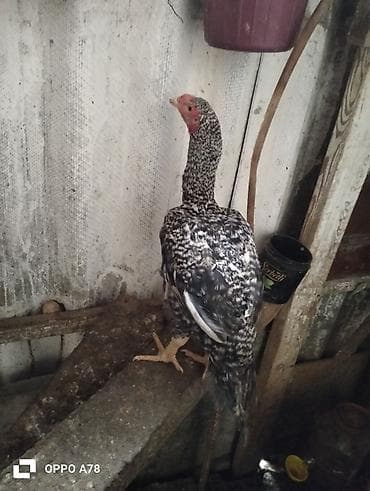 fireng qusu: Yeni banlayan heyrati xoruzdu heyrati feresi Brahma xorzuyla deyişerem — 2