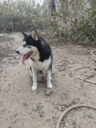 xaski gence: Xaski, 1 il, Dişi — 3