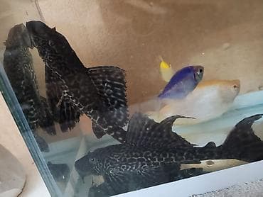 bala tutuquşu: Sülhsevər — 1