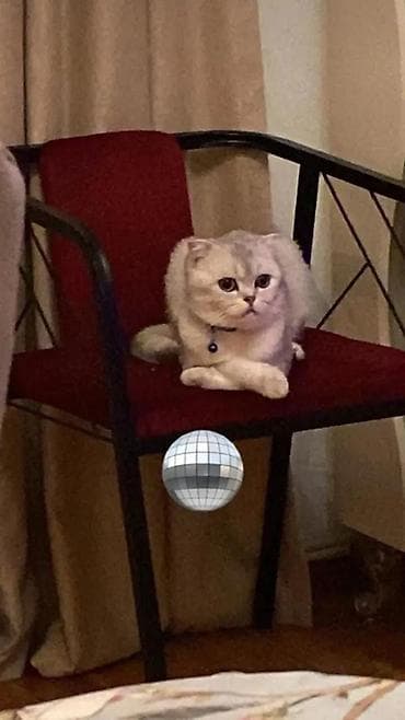 Bentley: Şotland — 2