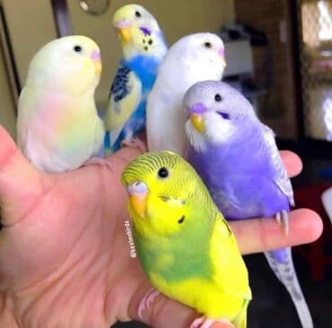 купить хамелеона в баку: 🦜 SUPER PAPUQAY DƏSTİ 🦜cemi 45 azn ✨ Hamısı bir yerdə – ideal — 3