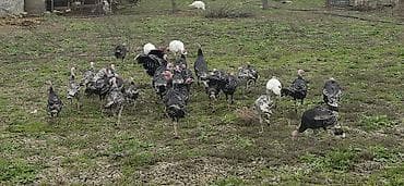 ev qusu: Məhsul: Türki (hind toyuğu) sürüsü Təsvir: - Fotoşəkillərdə göründüyü — 10