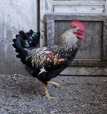 xoruzun nece rengi var: Sağlam və canlı xoruz. Rəngli tükləri, qırmızı darağı və parlaq — 2