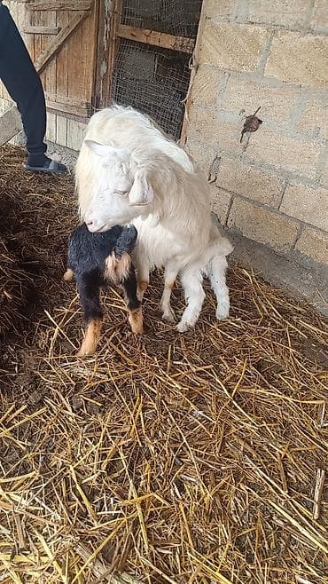 cücə satışı: Satılır: ana keçi balaları ilə - Növ: Sanny - Rəng: ana – ağ; — 3