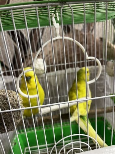 Gəmiricilər: Salam Muhabet qoşdur bir dişi bir Erkekdir qefes yem qabı su qabı — 6