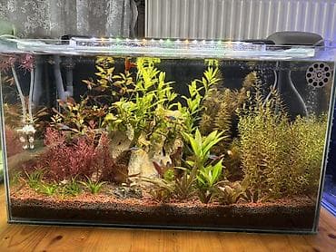 quppi balığı: Dördbucaq akvarium, Balıqlarla birlikdə, 120 l, Pulsuz çatdırılma — 1