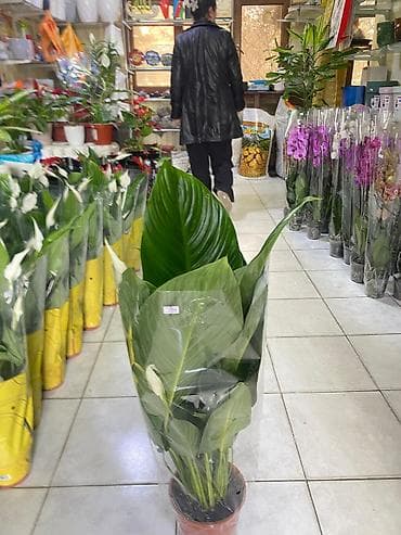 Çöl bitkiləri: ƏLAQƏ TEL : 050-557-56-51 8 marta özəl yeni hədiyyəlik — 2