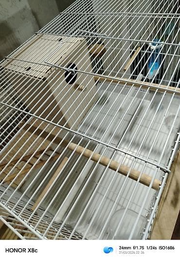 mal inək: Az işlənmiş 60 lıq qəfəs içində bew duracaq bir pilekan bir kötük su — 3