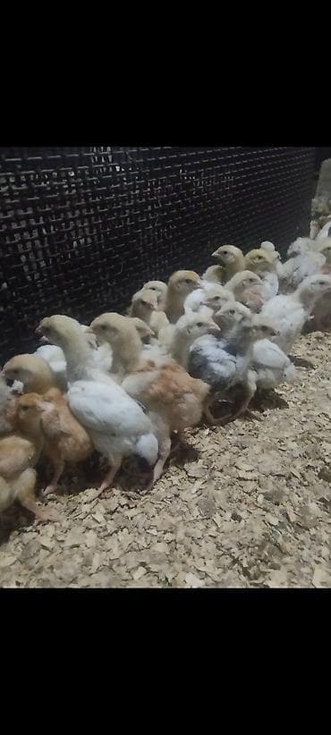 Toyuq cücələri, Ətlik