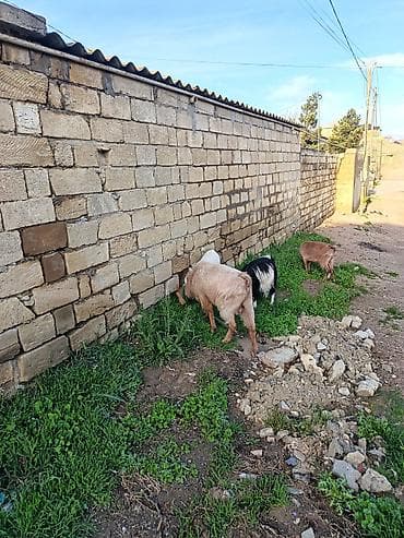 afçarka balası: Məhsul: Keçi (yerli və Mursiano) 2 dişi 1erkək di. 2 yaşları var — 3