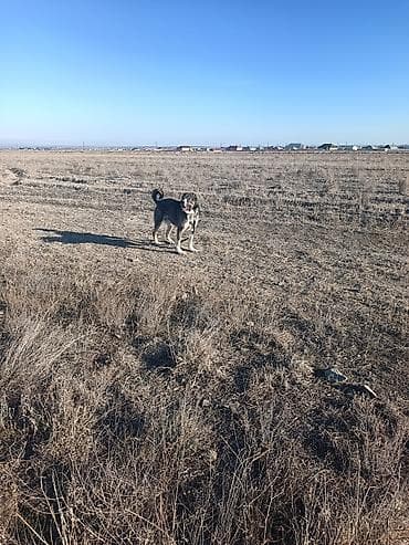 simental erkek dana: Erkek — 1